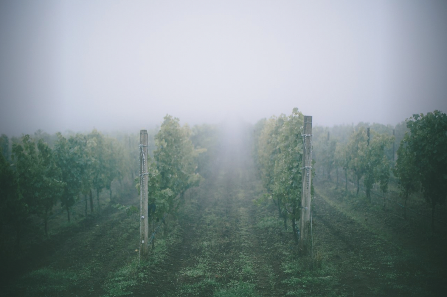 Mystic Hills Vineyard - San Miguel, California - Pleasant Valley Wine Trail