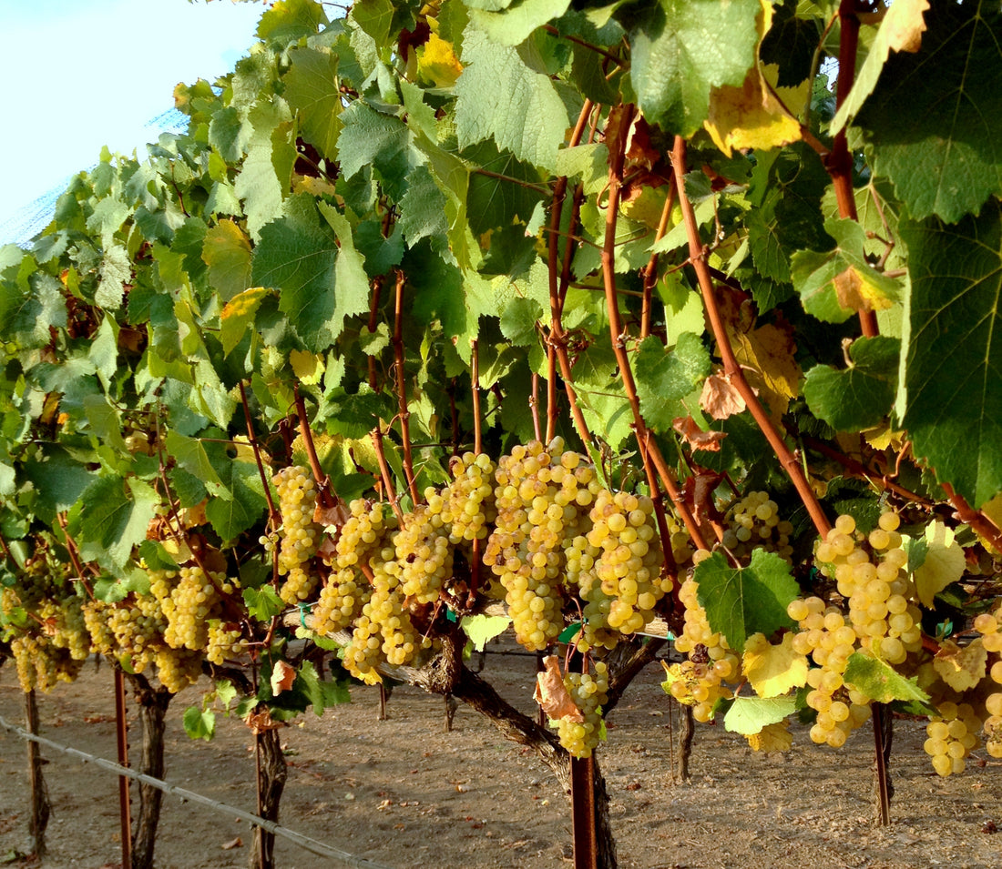 Albariño - the King of Spanish White Wine – Pleasant Valley Wine Trail