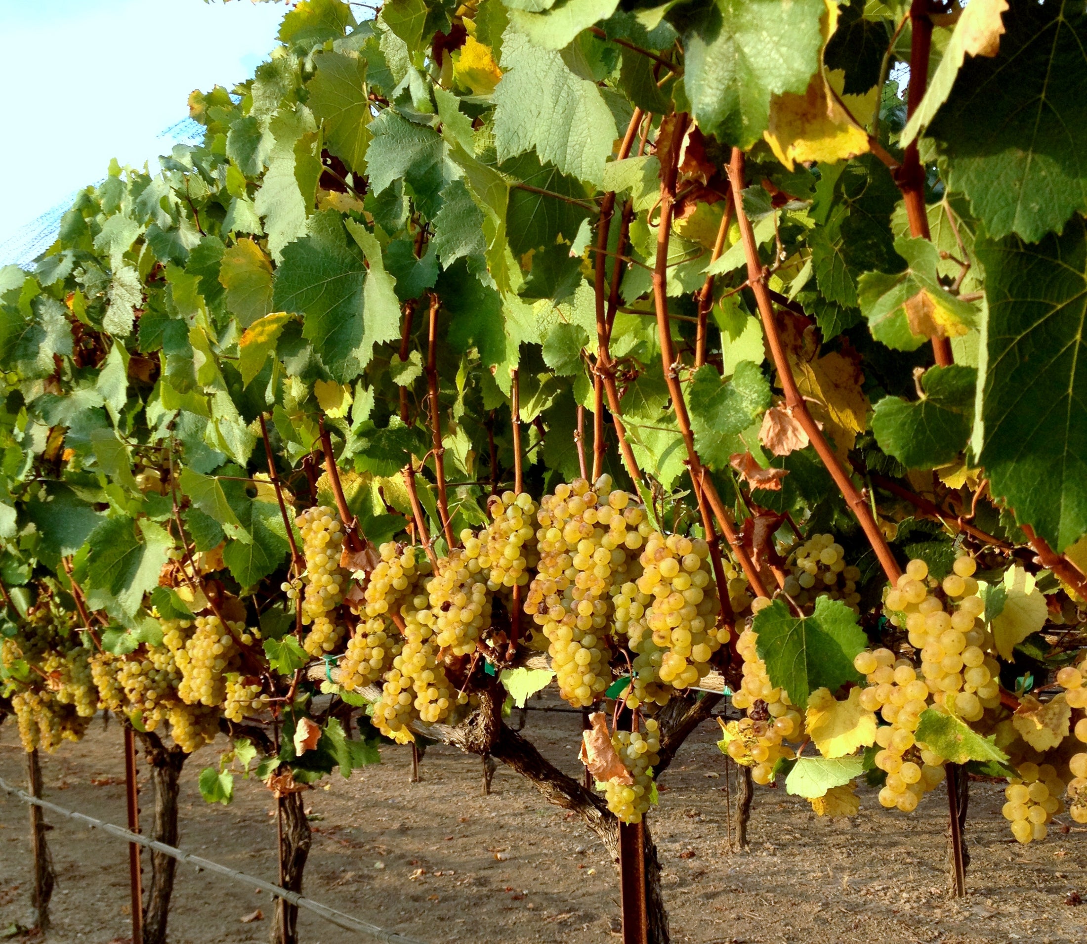 Albariño - the King of Spanish White Wine – Pleasant Valley Wine Trail