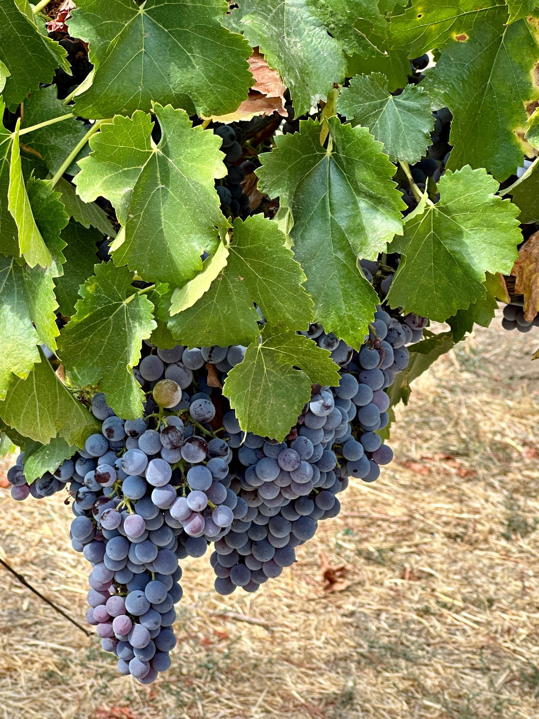 Exploring Grenache - A Wine Grape of Elegance and Versatility